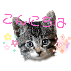 [LINEスタンプ] にゃん長とこんにちは★挨拶すたんぷ