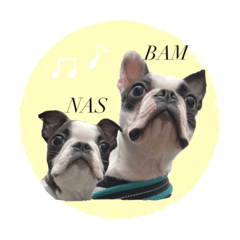 [LINEスタンプ] ボストンテリアのバム2【ナスちゃん登場】