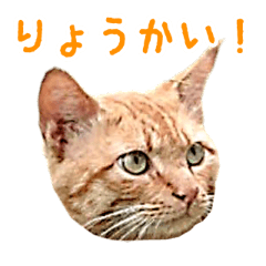 [LINEスタンプ] 茶トラ＆黒猫