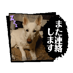 [LINEスタンプ] 動くホワイトスイスシェパードPart4