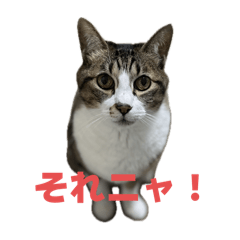 [LINEスタンプ] キジトラ猫の日常会話