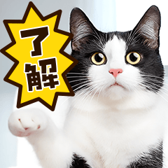 [LINEスタンプ] ねこ写真❤ポップで見やすい日常会話 3