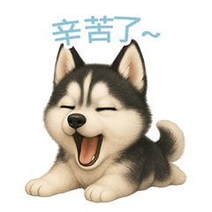 [LINEスタンプ] シベリアンハスキースタンプ【繁體字】