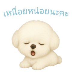 [LINEスタンプ] ビションフリーゼスタンプ【タイ語】