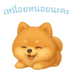[LINEスタンプ] ポメラニアンスタンプ【タイ語】