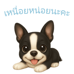 [LINEスタンプ] ボストンテリア【タイ語】