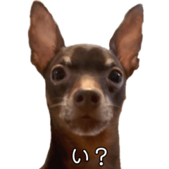 [LINEスタンプ] びっくりいぬ！