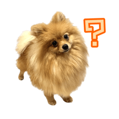 [LINEスタンプ] ポメラニアンスタンプ(汎用)