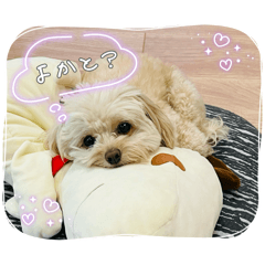 [LINEスタンプ] はくたちのスタンプ