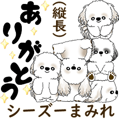 [LINEスタンプ] シーズー犬「飛び出す」シーズーまみれNo.4