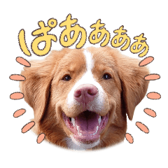 [LINEスタンプ] もちょ！ノヴァ・スタ 1