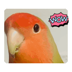 [LINEスタンプ] ぴーちゃんとトトちゃんの動くスタンプ 