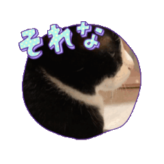 [LINEスタンプ] 癒し満点・猫のスタンプ 