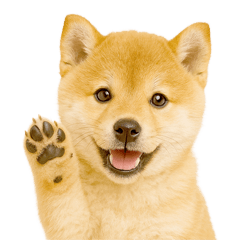 [LINEスタンプ] ちっちゃい豆柴のスタンプだよ