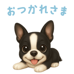[LINEスタンプ] ボストンテリア【日本語】 