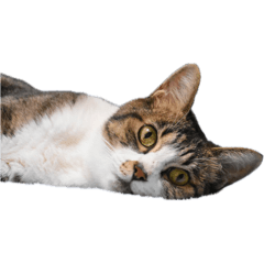 [LINEスタンプ] キジトラ猫セリフなし