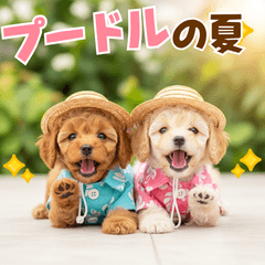 [LINEスタンプ] プードルの夏