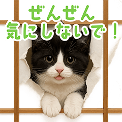 [LINEスタンプ] 毎日送りやすい！ハチワレ猫スタンプ