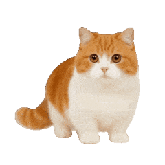 [LINEスタンプ] 動く！リアルな犬猫たち（猫多め）