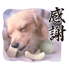 [LINEスタンプ] マクベル2025サマー