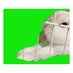 [LINEスタンプ] ユキ うさぎ いろいろ 