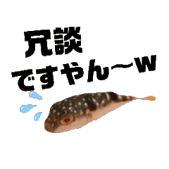 [LINEスタンプ] 表情が読み取れないフグの稚魚スタンプ 