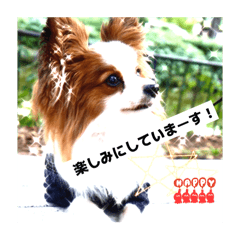 [LINEスタンプ] パピヨンレオの独り言