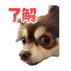 [LINEスタンプ] チョコタンチワワ の日常会話2