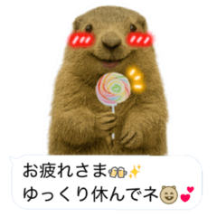 [LINEスタンプ] おっさんマーモットスタンプ