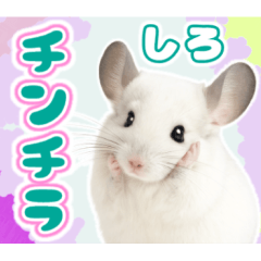 [LINEスタンプ] 白いチンチラのmofuな日常