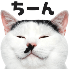 [LINEスタンプ] 猫の顔がどーん！