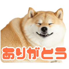 [LINEスタンプ] ぽっちゃりした柴犬の使いやすいスタンプ