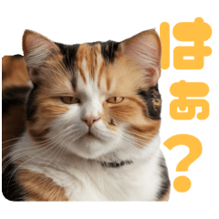 [LINEスタンプ] ぽっちゃりした猫の面白スタンプ