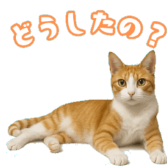 [LINEスタンプ] 猫ちゃんスタンプ（茶トラ白）