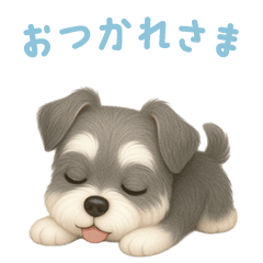 [LINEスタンプ] ミニチュアシュナウザー【日本語】