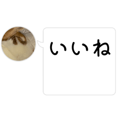 [LINEスタンプ] ドッキリ専用です。うさぎのフッくん