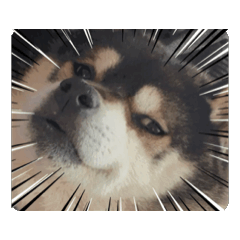 [LINEスタンプ] ペレペレスタンプ2 