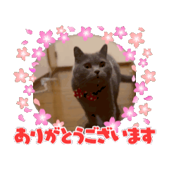 [LINEスタンプ] ジルキキの日常 
