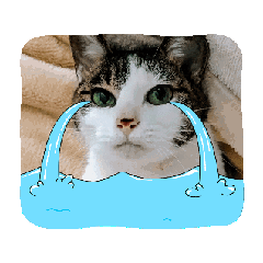 [LINEスタンプ] きらら嬢のアニメーションスタンプ 