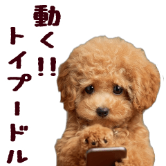 [LINEスタンプ] 動く！トイプードル