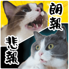 [LINEスタンプ] 毎日使える⭐︎連絡に便利なねこスタンプ
